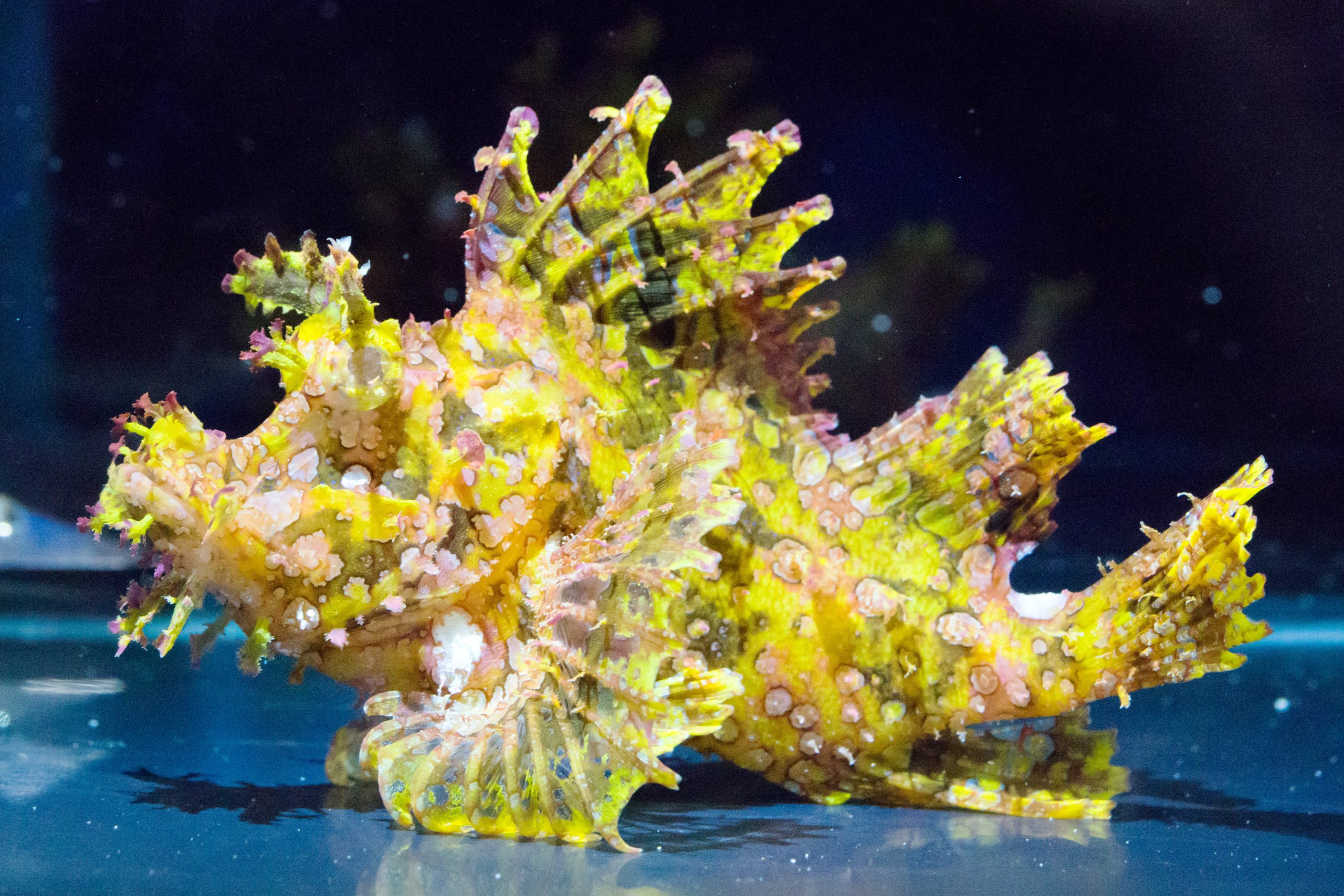 ボロカサゴ - 生きもの図鑑 鳥羽水族館